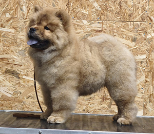 Chow chow pentu (2 valokuva sivusta 2)