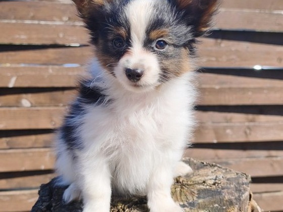 Papillon pennut