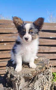 Papillon pennut (1 valokuva sivusta 4)