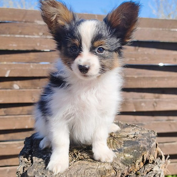 Papillon pennut