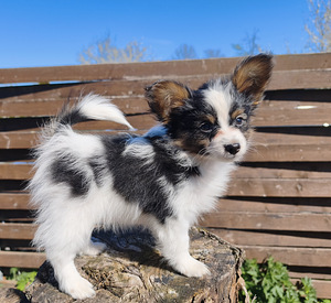 Papillon pennut (2 valokuva sivusta 4)