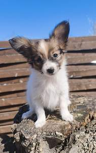 Papillon pennut (3 valokuva sivusta 4)