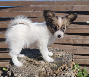 Papillon pennut (4 valokuva sivusta 4)