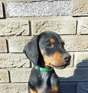 Dobermannin pentu (1 valokuva sivusta 1)