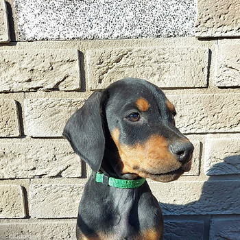 Dobermannin pentu