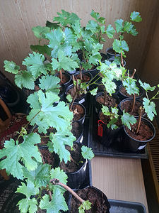 Саженцы винограда 1-летние (1 фото из 2)