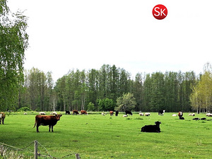 Põlluotsa, Tahu/Skåtanäs, Lääne-Nigula vald, Läänemaa (7 фото из 11)