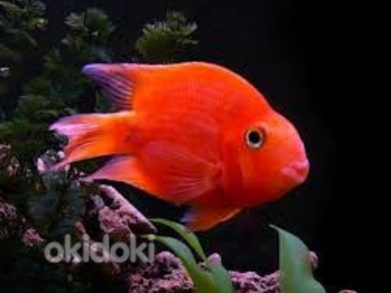 Punane papagoi (Blood red Parrot Cichlid)