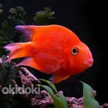 Красный попугай (Blood red Parrot Cichlid)
