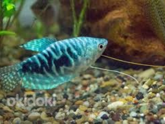 Marmor-gurami (Trichogaster trichopterus)