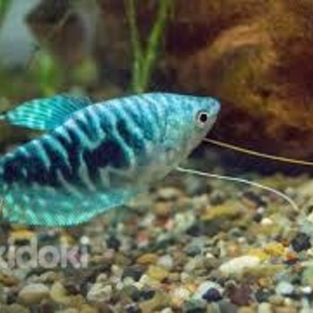 Marmor-gurami (Trichogaster trichopterus)