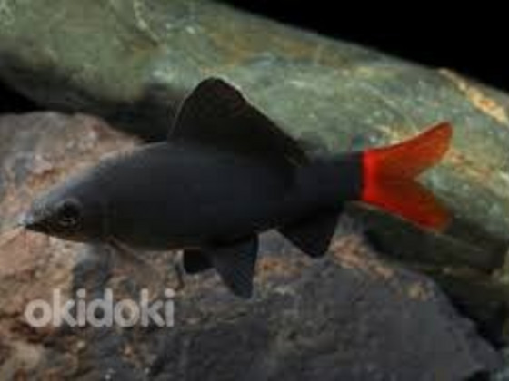 Kahevärviline labido (Labeo bicolor)