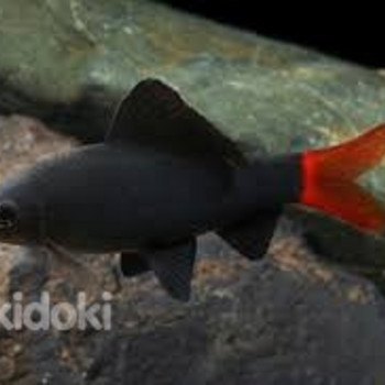 Kahevärviline labido (Labeo bicolor)