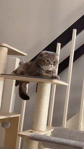 Scottish Fold (1 valokuva sivusta 3)