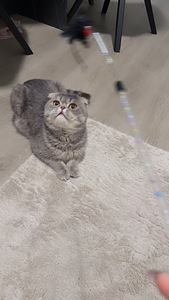 Scottish Fold (3 valokuva sivusta 3)