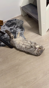 Scottish Fold (2 valokuva sivusta 3)