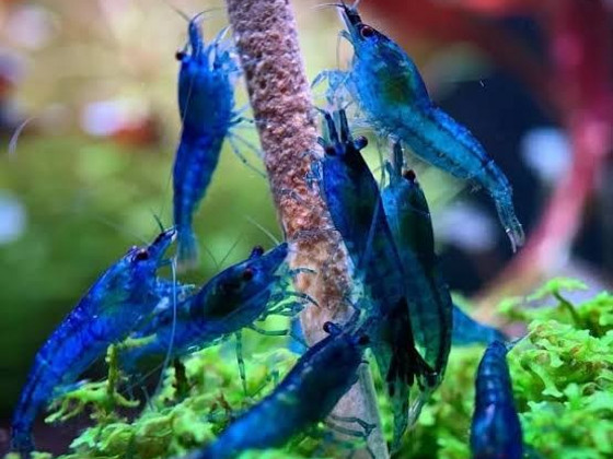 Blue velvet shrimp