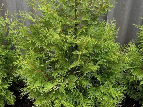 BRABANTI ELUPUU / THUJA BRABANT