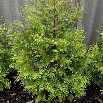 ТУИ BRABANT / THUJA BRABANT