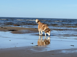 Siberi Husky tüdruk 2 aastane (1 foto / 6)