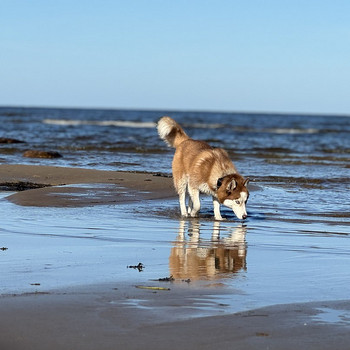 Siberi Husky tüdruk 2 aastane