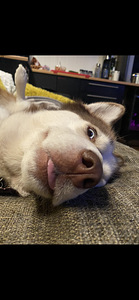Siberi Husky tüdruk 2 aastane (2 foto / 6)
