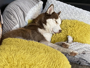 Siberi Husky tüdruk 2 aastane (6 foto / 6)