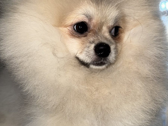 Pomeranian spits