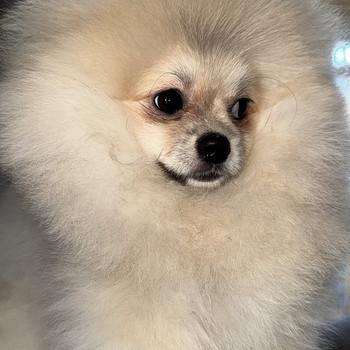 Pomeranian spits