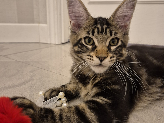 Mainecoon