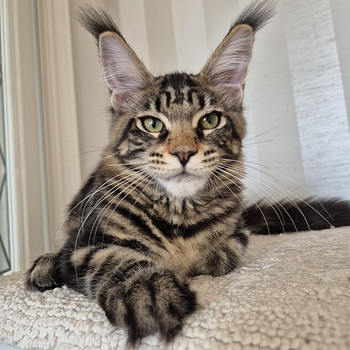 Mainecoon