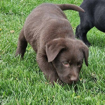 Labradori retriiver