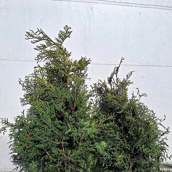Elupuu Brabant 180 kuni 300 cm