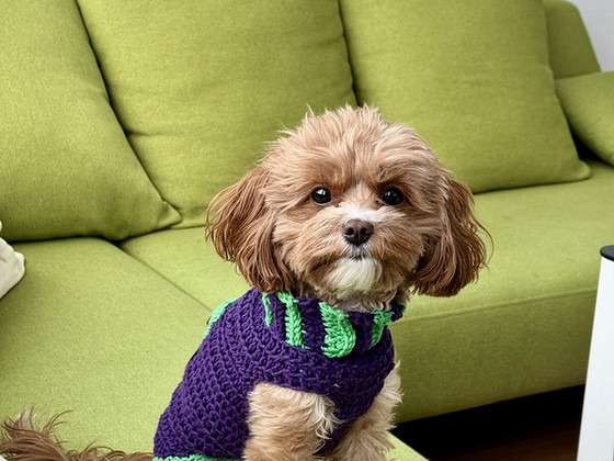 Otsin isast Toy-puudlit Cavapoole paarituseks