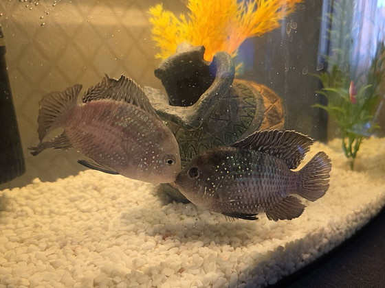 Akvariumikalad