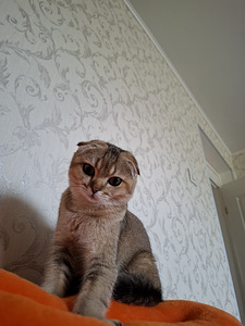 Šoti lontkõrvaline kass otsib peigmeest (1 foto / 1)