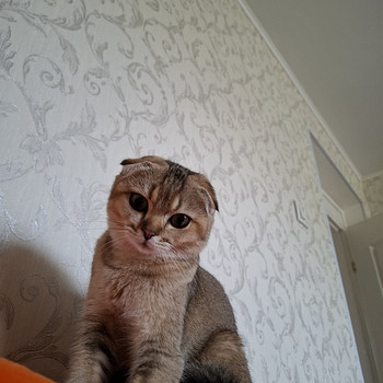 Вислаухая шотландская кошка ищет жениха