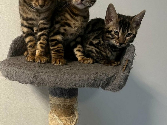 Bengalin pennut