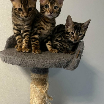Bengalin pennut