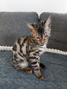 Bengalin pennut (2 valokuva sivusta 4)