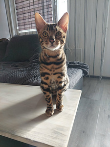 Bengalin pennut (3 valokuva sivusta 4)