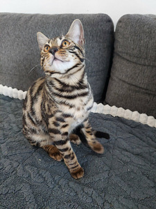Bengalin pennut (4 valokuva sivusta 4)