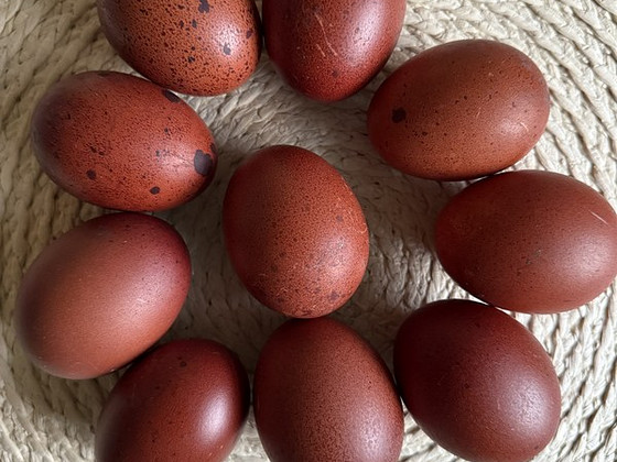 Haudemunad marans, cayuga ristand part