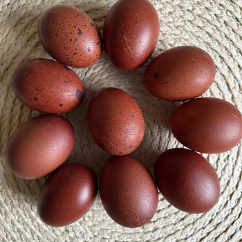 Haudemunad marans, cayuga ristand part
