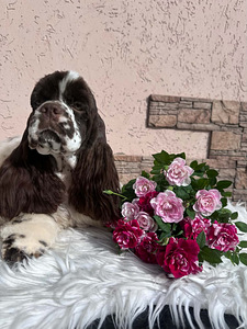 Ameerika Cocker Spaniel (1 foto / 1)