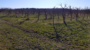 Puu eemaldamine (1 foto / 3)