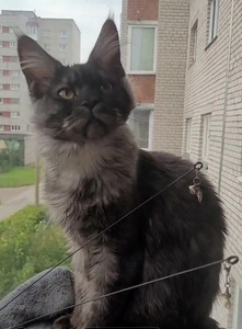 Мейн Кун котята (3 фото из 6)