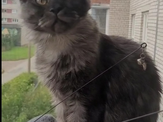 Мейн Кун котята