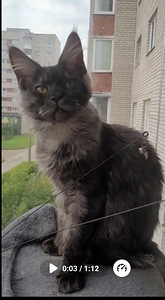 Мейн Кун котята (1 фото из 6)