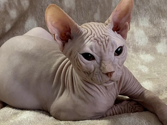 Donskoy sphynx